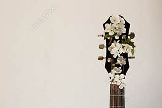 Part of the guitar with blossom cherry