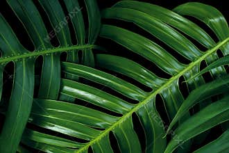 Tropical green leaf textures on black background, Monstera philodendron plant close up for wall art decoration.