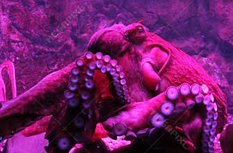 Giant live Octopus in neon light in aquarium