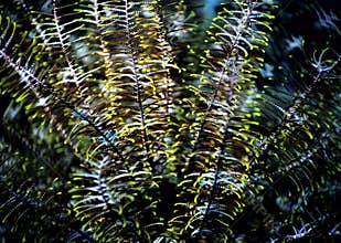 Feather Star or Sea Lily