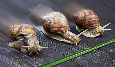 Racing snails