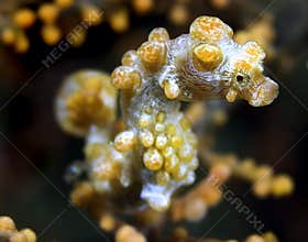 Orange Pygmy Seahorse