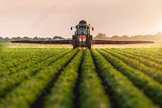 Tractor spraying soybean field at spring