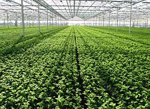 seedlings in greenhouse