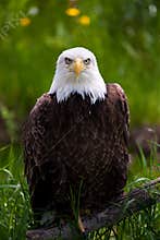Bald eagle
