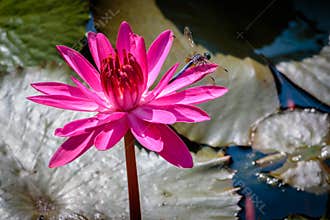 Dragon Fly on a Pink Water Lily