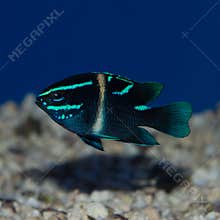 Neon Velvet Damselfish