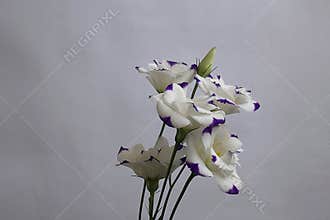 Colorful flowers