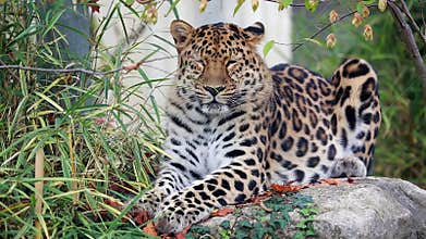 Amur Leopard