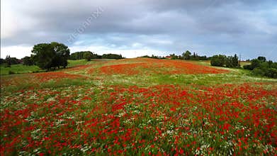 Amazing colorful red poppies