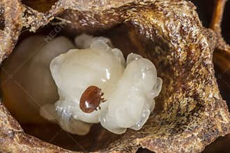 Varroa destructor bee parasite