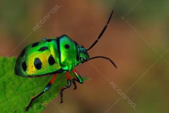 Jewel Bug