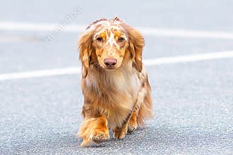 Typical Dachshund Close-up