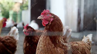 Chickens looking at camera on livestock farm. Poultry farming. Bird farm