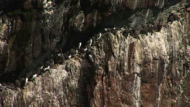 Guillemots and razor bills on a rock ledge England