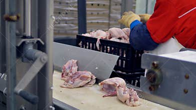 A factory worker collects chicken carcasses from a conveyor at a meet processing plant. 4K.