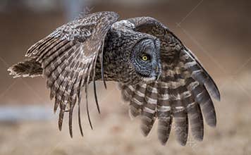 Great Gray Owl