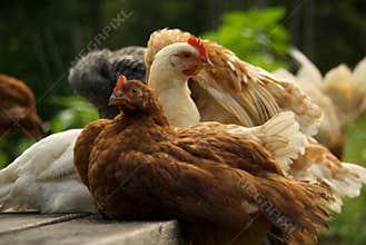 Spring Chickens