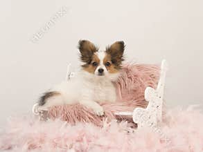 Butterfly dog puppy sitting on a doll bench on a pink fur