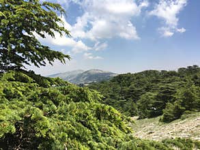 Cedars of Lebanon