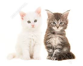 Cute tabby and white main coon baby cats sitting and looking at the camera