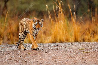 Indian tiger female with first rain, wild animal in the nature habitat, Ranthambore, India. Big cat, endangered animal. End of dry