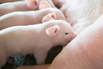 Piglet sucking milk