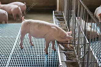 Pig eating food