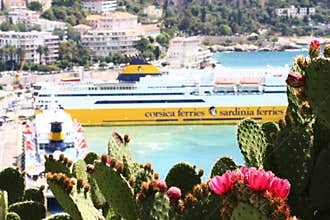 Tropical nature of Nice, France