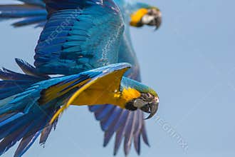 Blue and gold macaw Ara ararauna. Parrot birds flying. Wildlif