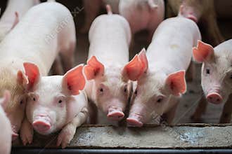 Cute Piglets in the pig farm