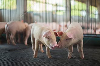 Cute Piglets in the pig farm