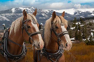 Team of Belgian draft horses in harness ready to be hitched to a wagon