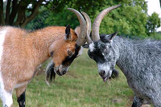 Goats in a fight