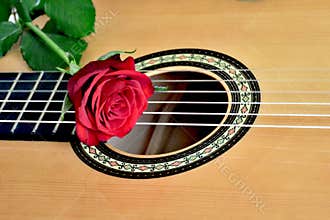 Red rose on guitar, close up view