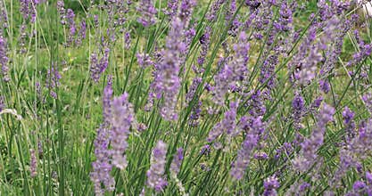 Bumblebees collecting pollen from lavender flowers in the garden â€“ nature landscape 4k video background