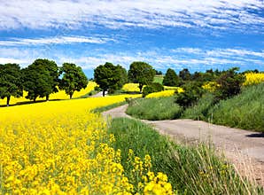 Field of rapeseed, canola or colza with rural road