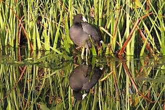 American Coot Fulica americana