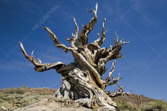 Ancient Bristlecone Pine Tree, California
