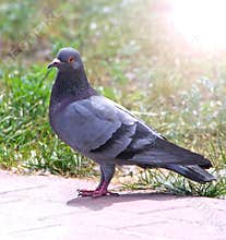 Rock pigeon (Columbidae)