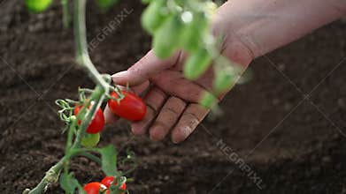 Hands work the soil of cherry tomatoes cure the vegetables garden