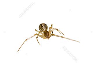 Isolated stretching macro spider