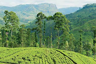 View to the tea plantation near Kandy, Sri Lanka.