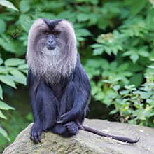 Lion-tailed Macaque (Macaca silenus)