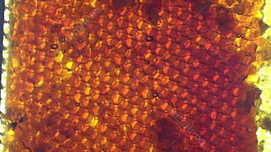 Uncapped rays with back light