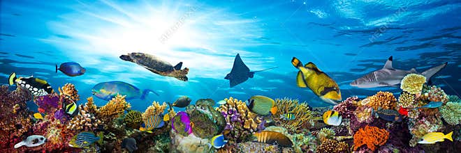 Colorful coral reef with many fishes