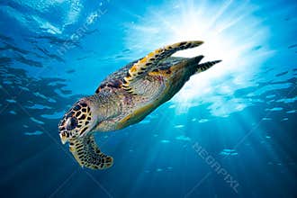 Hawksbill sea turtle dive down into the deep blue ocean