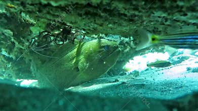 Giant moray hiding amongst coral reef on the ocean floor, Bali.
