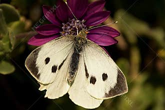Butterfly on Flower