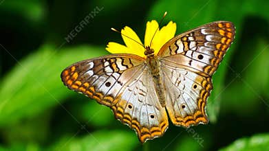 Colorful Peacock Butterfly